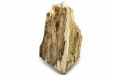 Polished, Petrified Wood (Metasequoia) Stand Up - Oregon #263762-1